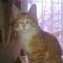 Подробнее об объявлении «Пропал кот окраса персик Щербинка» Фото: пропала кошка  «Пропал кот окраса персик Щербинка» в г. Щербинка