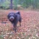 Подробнее об объявлении «Пропала собака кобель Нижний Новгород» Фото: пропала собака  «Пропала собака кобель Нижний Новгород» в г. Нижний Новгород