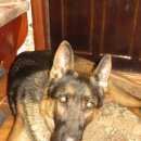 Подробнее об объявлении «Найдена собака Дмитров» Фото: найдена собака Немецкая овчарка «Найдена собака Дмитров» в г. Дмитров