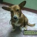 Подробнее об объявлении «Найдена собака кобель Нижний Новгород» Фото: найдена собака  «Найдена собака кобель Нижний Новгород» в г. Нижний Новгород