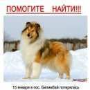 Подробнее об объявлении «Екатеринбург Пропала собака» Фото: пропала собака Колли «Екатеринбург Пропала собака» в г. Екатеринбург