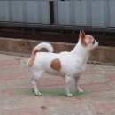 Подробнее об объявлении «Пропала собака Тверь» Фото: пропала собака Чихуахуа «Пропала собака Тверь» в г. Тверь