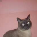 Подробнее об объявлении «Пропал кот сиамский кот Оренбург» Фото: пропала кошка Сиамская «Пропал кот сиамский кот Оренбург» в г. Оренбург