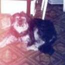 Подробнее об объявлении «Пропала собака Зеленоград» Фото: пропала собака  «Пропала собака Зеленоград» в г. Зеленоград