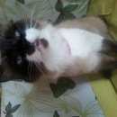 Подробнее об объявлении «Найдена кошка бирманская кошка Москва» Фото: найдена кошка Бирманская (Священная бирма) «Найдена кошка бирманская кошка Москва» в г. Москва