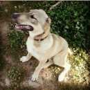 Подробнее об объявлении «Пропала собака кобель метис алабая и овчарки.самец, год и два месяца Звенигород» Фото: пропала собака Среднеазиатская овчарка «Пропала собака кобель метис алабая и...» в г. Звенигород