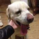 Подробнее об объявлении «Уфа Найдена собака кобель нагаево  лабрадор» Фото: найдена собака Лабрадор ретривер «Уфа Найдена собака кобель нагаево  лабрадор» в г. Уфа