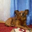 Подробнее об объявлении «Пропала собака кобель Санкт-Петербург» Фото: пропала собака Той-терьер «Пропала собака кобель Санкт-Петербург» в г. Санкт-Петербург