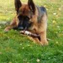 Подробнее об объявлении «Бердск Пропала собака кобель» Фото: пропала собака Немецкая овчарка «Бердск Пропала собака кобель» в г. Бердск