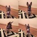 Подробнее об объявлении «Красноярск Найдена собака» Фото: найдена собака  «Красноярск Найдена собака» в г. Красноярск