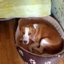 Подробнее об объявлении «Пропала собака кобель бигль Форос» Фото: пропала собака Бигль «Пропала собака кобель бигль Форос» в г. Форос