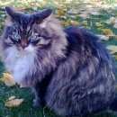 Подробнее об объявлении «Одинцово Пропал кот» Фото: пропала кошка  «Одинцово Пропал кот» в г. Одинцово