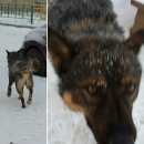 Подробнее об объявлении «Красноярск Найдена собака кобель ищет хозяина на маерчака» Фото: найдена собака  «Красноярск Найдена собака кобель ищет хозяина...» в г. Красноярск