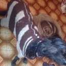 Подробнее об объявлении «Найдена собака китайская хохлатая девочка Москва» Фото: найдена собака Китайская хохлатая собака «Найдена собака китайская хохлатая девочка Москва» в г. Москва