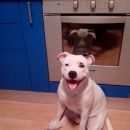 Подробнее об объявлении «Санкт-Петербург Пропала собака кобель» Фото: пропала собака Стаффордширский бультерьер «Санкт-Петербург Пропала собака кобель» в г. Санкт-Петербург