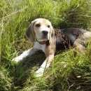 Подробнее об объявлении «Пропала собака Нижний Новгород» Фото: пропала собака Бигль «Пропала собака Нижний Новгород» в г. Нижний Новгород