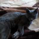 Подробнее об объявлении «Пропала кошка Томск» Фото: пропала кошка  «Пропала кошка Томск» в г. Томск