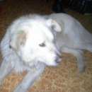 Подробнее об объявлении «Ульяновск Найдена собака кобель» Фото: найдена собака  «Ульяновск Найдена собака кобель» в г. Ульяновск