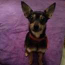 Подробнее об объявлении «Найдена собака Краснодар» Фото: найдена собака Той-терьер «Найдена собака Краснодар» в г. Краснодар