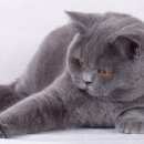 Подробнее об объявлении «Пропал кот Магнитогорск» Фото: пропала кошка Британская длинношерстная «Пропал кот Магнитогорск» в г. Магнитогорск