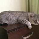 Подробнее об объявлении «Красноярск Пропал кот» Фото: пропала кошка Европейская короткошерстная «Красноярск Пропал кот» в г. Красноярск