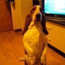 Подробнее об объявлении «Воронеж Найдена собака» Фото: найдена собака Бассет-хаунд «Воронеж Найдена собака» в г. Воронеж