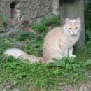 Подробнее об объявлении «Пропала кошка мы все еще ее ждем :( Абрамцево» Фото: пропала кошка  «Пропала кошка мы все еще ее ждем :( Абрамцево» в г. Абрамцево