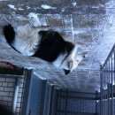 Подробнее об объявлении «Найдена собака кобель Нижний Новгород» Фото: найдена собака  «Найдена собака кобель Нижний Новгород» в г. Нижний Новгород