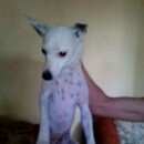 Подробнее об объявлении «Пропала собака Самара» Фото: пропала собака  «Пропала собака Самара» в г. Самара