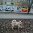 Подробнее об объявлении «Энгельс Найдена собака» Фото: найдена собака  «Энгельс Найдена собака» в г. Энгельс