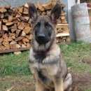 Подробнее об объявлении «Пропала собака кобель Пермь» Фото: пропала собака Немецкая овчарка «Пропала собака кобель Пермь» в г. Пермь