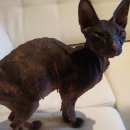 Подробнее об объявлении «Найдена кошка в районе 1-й гор. больницы. Магнитогорск» Фото: найдена кошка Сфинкс «Найдена кошка в районе 1-й гор. больницы....» в г. Магнитогорск