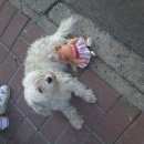 Подробнее об объявлении «Пропала собака кобель Нижний Новгород» Фото: пропала собака Китайская хохлатая собака «Пропала собака кобель Нижний Новгород» в г. Нижний Новгород