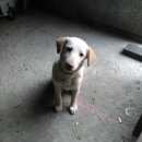 Подробнее об объявлении «Евпатория Найдена собака кобель» Фото: найдена собака  «Евпатория Найдена собака кобель» в г. Евпатория