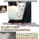 Подробнее об объявлении «Пропал кот Реутов» Фото: пропала кошка  «Пропал кот Реутов» в г. Реутов