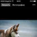 Подробнее об объявлении «Пропала собака кобель сибирский хаски Серпухов» Фото: пропала собака Сибирская хаски «Пропала собака кобель сибирский хаски Серпухов» в г. Серпухов