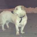 Подробнее об объявлении «Нижний Новгород Найдена собака белого цвета площадь сенная г.н.новгород» Фото: найдена собака  «Нижний Новгород Найдена собака белого цвета...» в г. Нижний Новгород