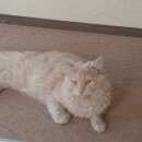 Подробнее об объявлении «Пропал кот Воскресенск» Фото: пропала кошка  «Пропал кот Воскресенск» в г. Воскресенск