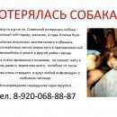 Подробнее об объявлении «Пропала собака кобель Нижний Новгород» Фото: пропала собака  «Пропала собака кобель Нижний Новгород» в г. Нижний Новгород