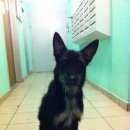 Подробнее об объявлении «Найдена собака Москва» Фото: найдена собака  «Найдена собака Москва» в г. Москва