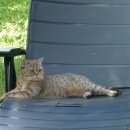 Подробнее об объявлении «Подольск Пропала кошка» Фото: пропала кошка Британская короткошерстная «Подольск Пропала кошка» в г. Подольск