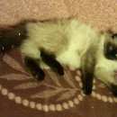 Подробнее об объявлении «Ковров Пропала кошка» Фото: пропала кошка  «Ковров Пропала кошка» в г. Ковров