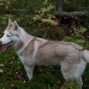 Подробнее об объявлении «Пропала собака сибирский хаски Санкт-Петербург» Фото: пропала собака Сибирская хаски «Пропала собака сибирский хаски Санкт-Петербург» в г. Санкт-Петербург