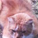 Подробнее об объявлении «Найден кот Москва» Фото: найдена кошка  «Найден кот Москва» в г. Москва