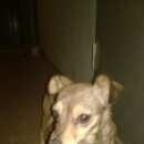 Подробнее об объявлении «Найдена собака Нижний Новгород» Фото: найдена собака  «Найдена собака Нижний Новгород» в г. Нижний Новгород