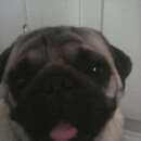 Подробнее об объявлении «Севастополь Пропала собака кобель» Фото: пропала собака Мопс «Севастополь Пропала собака кобель» в г. Севастополь