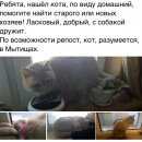 Подробнее об объявлении «Найден кот Мытищи» Фото: найдена кошка  «Найден кот Мытищи» в г. Мытищи
