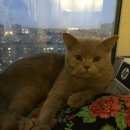 Подробнее об объявлении «Пропал кот Великий Новгород (Новгород)» Фото: пропала кошка Британская короткошерстная «Пропал кот Великий Новгород (Новгород)» в г. Великий Новгород (Новгород)