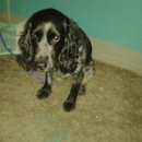 Подробнее об объявлении «Найдена собака Нижний Новгород» Фото: найдена собака  «Найдена собака Нижний Новгород» в г. Нижний Новгород