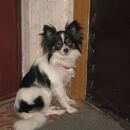 Подробнее об объявлении «Пропала собака чихуахуа в е Звенигород» Фото: пропала собака Чихуахуа «Пропала собака чихуахуа в е Звенигород» в г. Звенигород